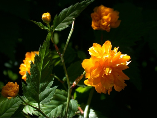 422952 (a): :1024x768